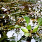 green leaf plant during daytime