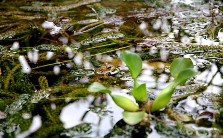 green leaf plant during daytime