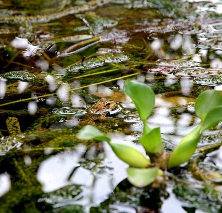green leaf plant during daytime