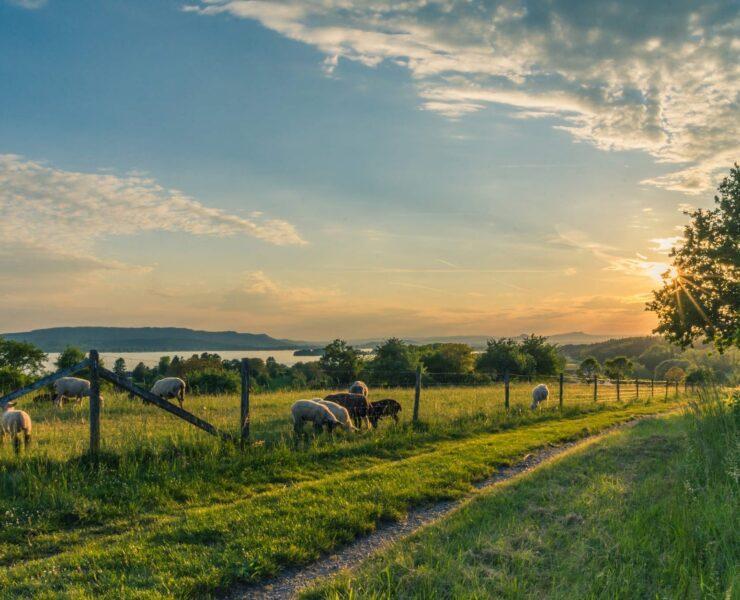 white and brown animals near fence