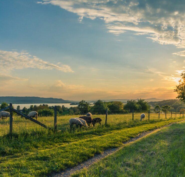 white and brown animals near fence