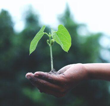 person holding a green plant