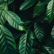 close up photo of green leafed plant