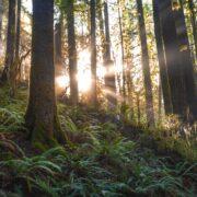 scenic photo of forest with sunlight