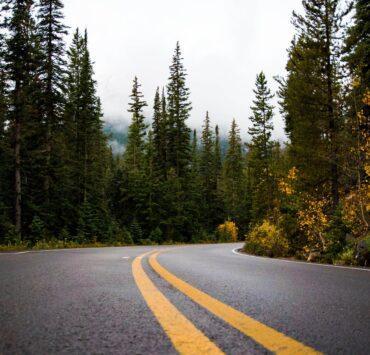 gray and yellow road between forest