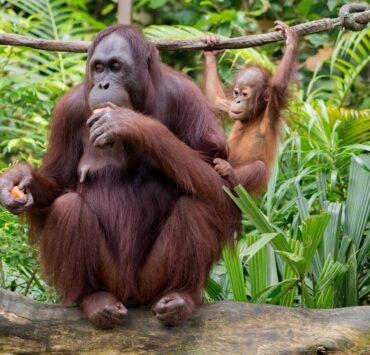 curious kalimantan orangutan eating fruit near little primate on liana