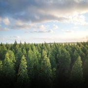 green pine trees