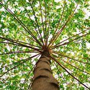 bottom view of green leaved tree during daytime