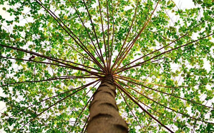 bottom view of green leaved tree during daytime