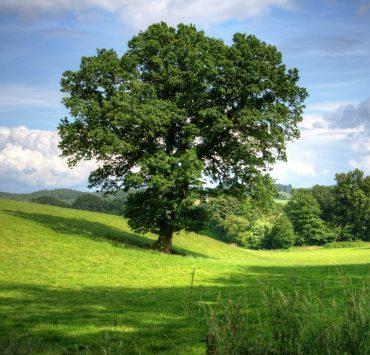 green tree on grass field during daytime
