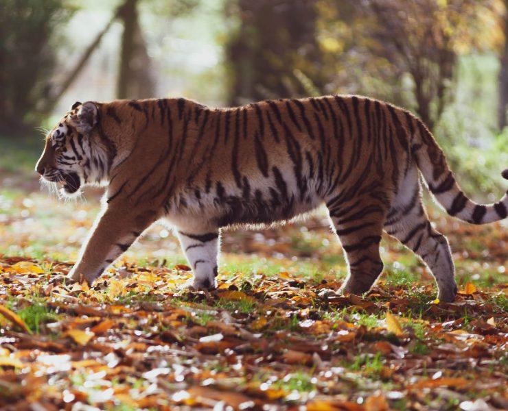 gray and black tiger walking on forest