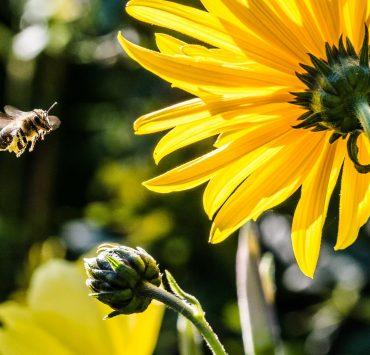 yellow petaled flower with black yellow bee during daytime focus photography