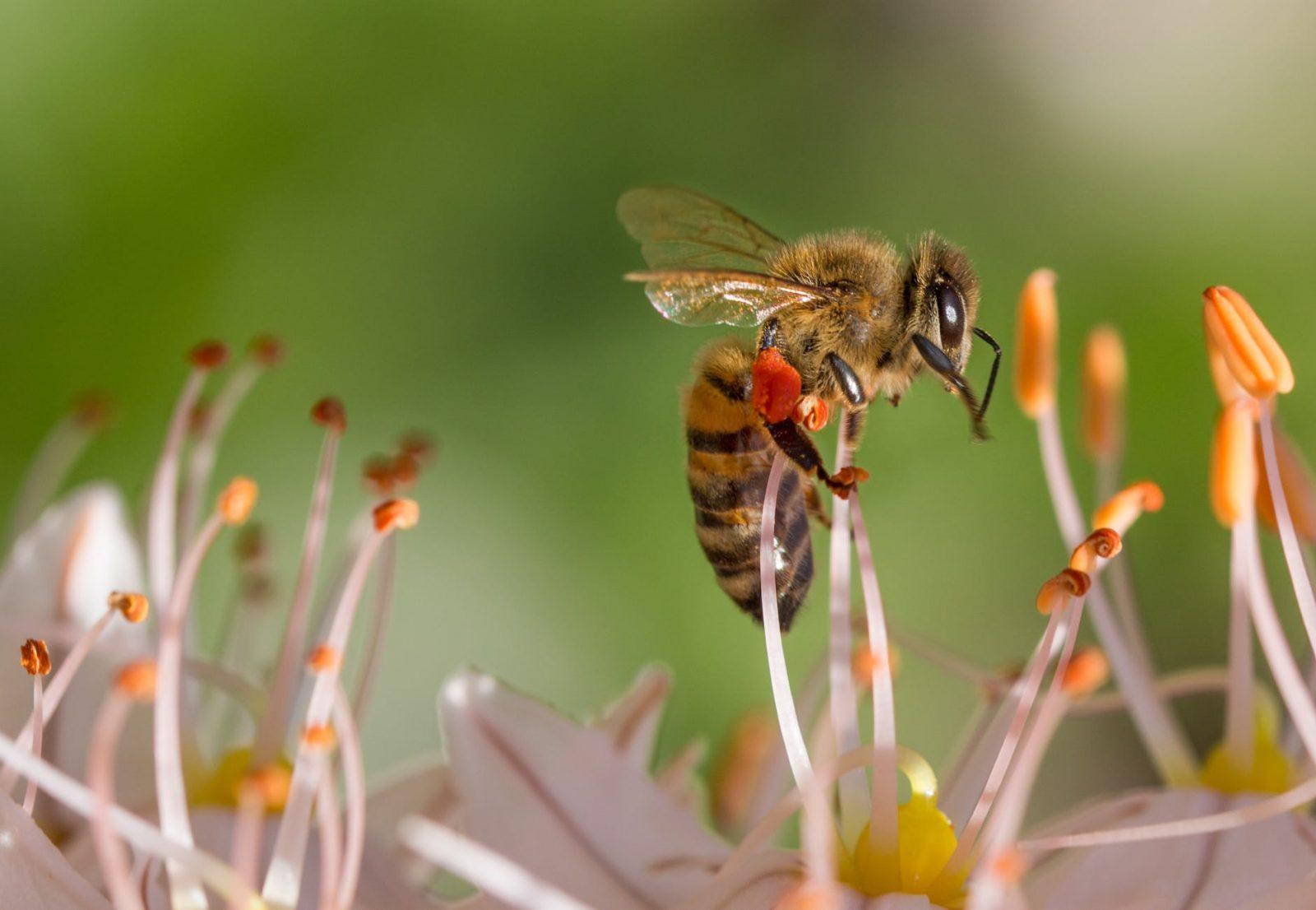 bee on white flower