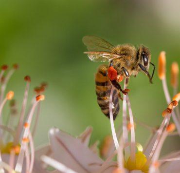 bee on white flower