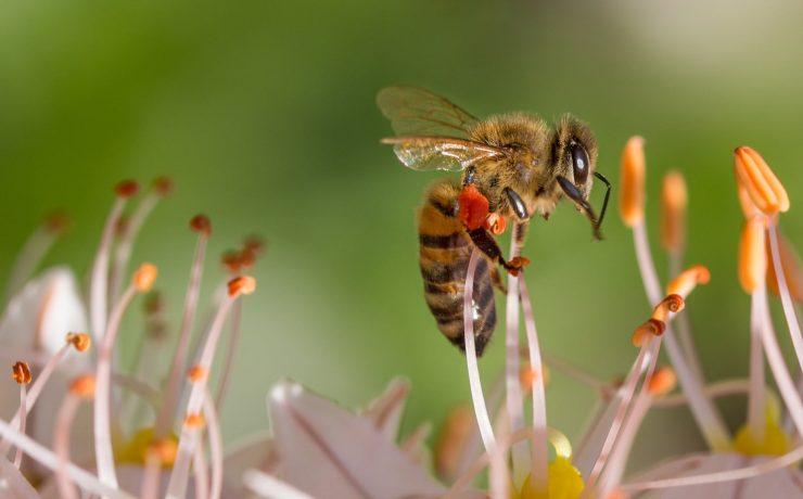 bee on white flower