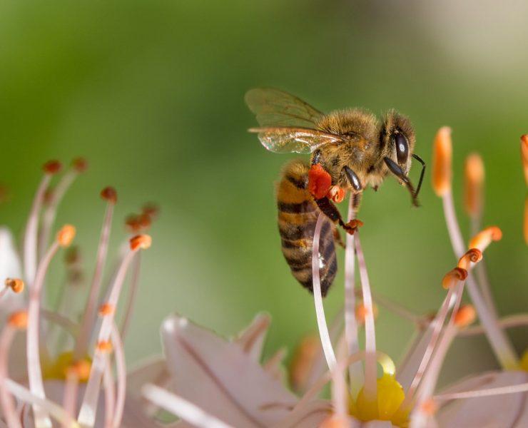 bee on white flower