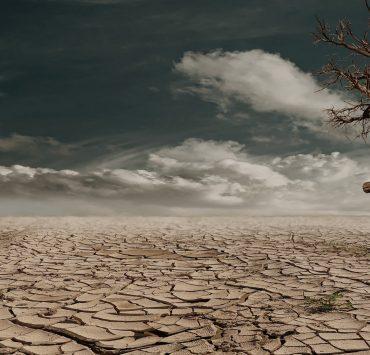photo of brown bare tree on brown surface during daytime