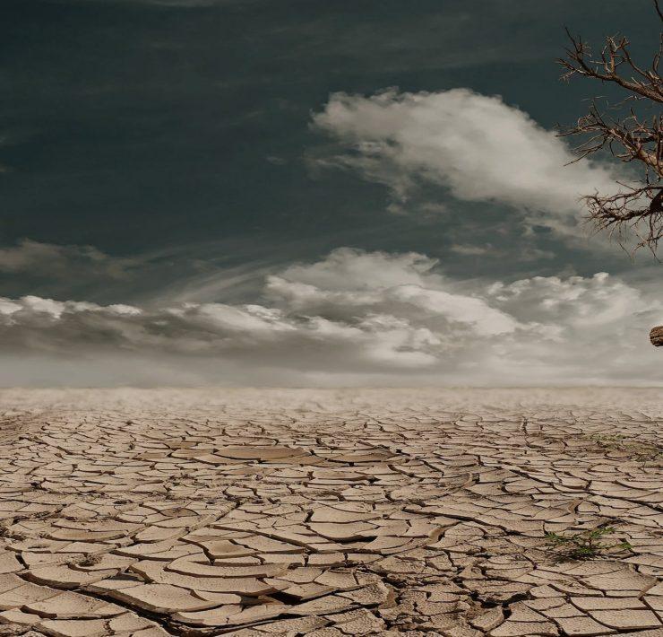 photo of brown bare tree on brown surface during daytime
