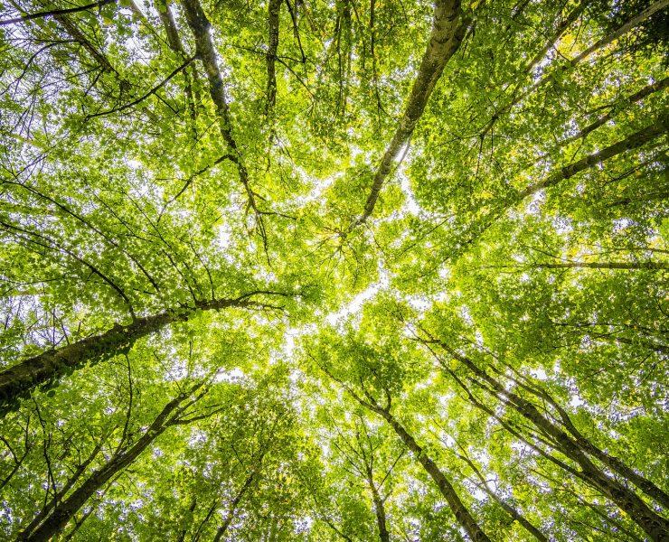 worms eyeview of green trees