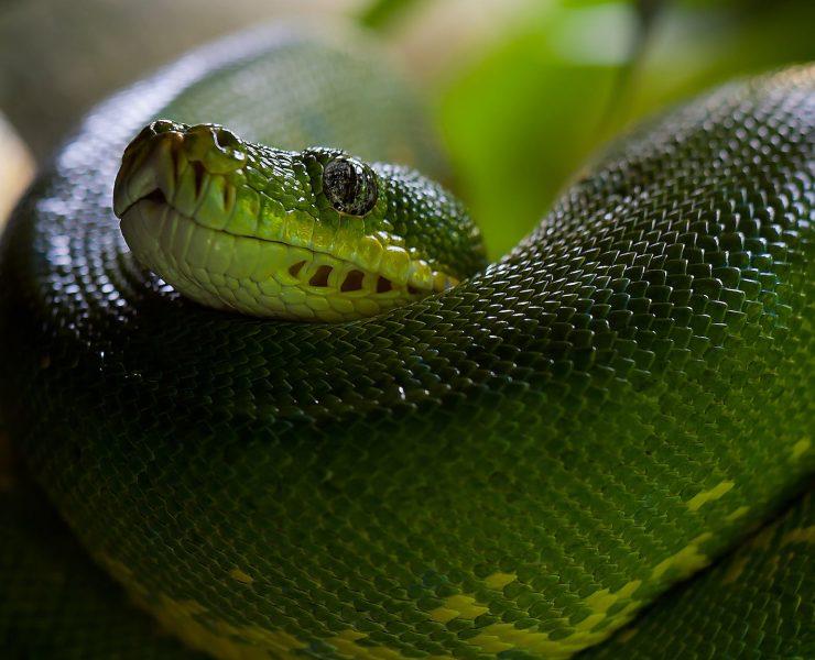 animal zoo green snake