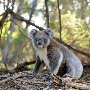 close up photo of gray koala bear