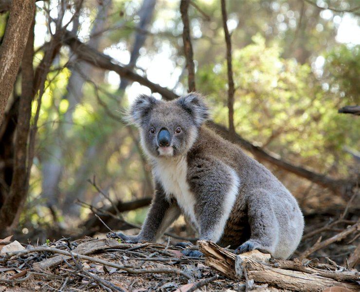 close up photo of gray koala bear