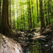 photography of forest during daytime