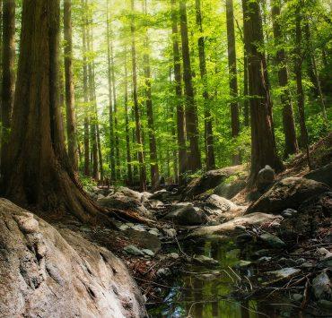 photography of forest during daytime