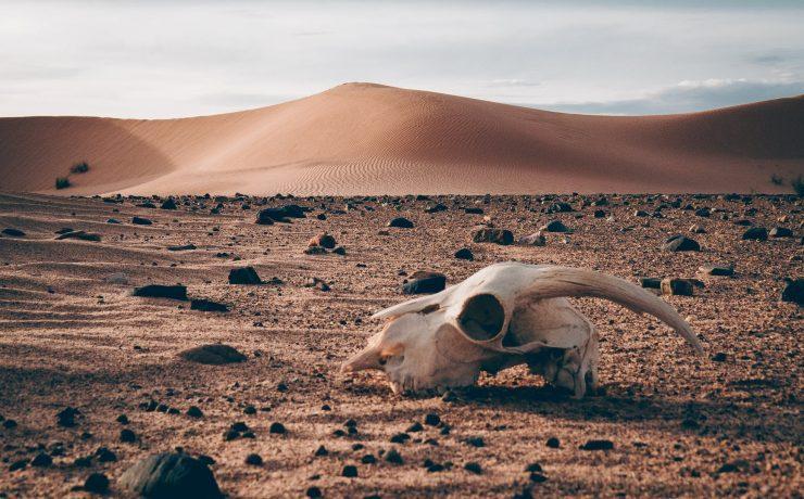 remnants on desert