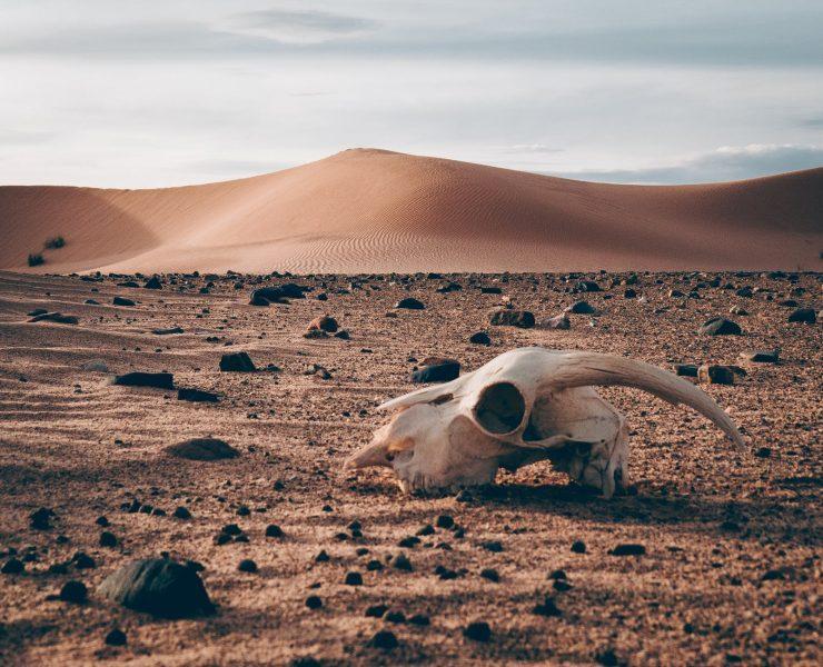 remnants on desert