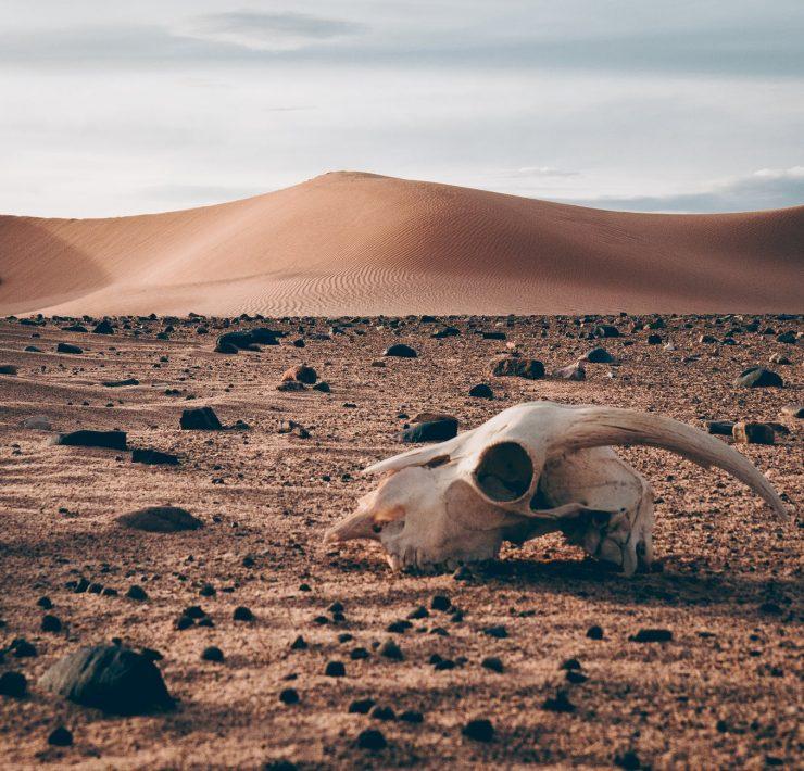 remnants on desert