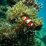clownfish near coral reef