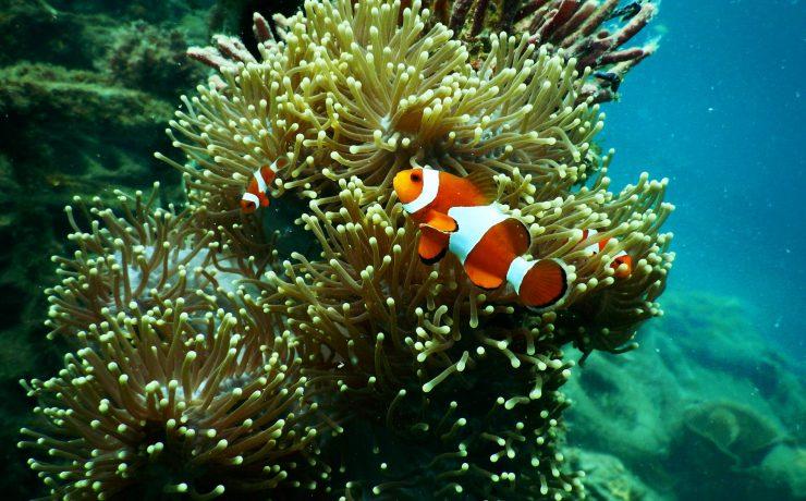 clownfish near coral reef
