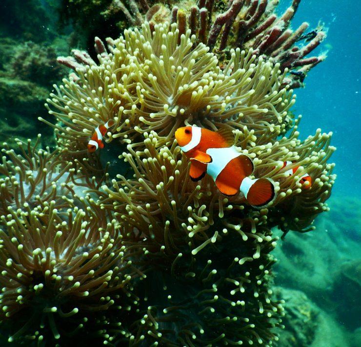 clownfish near coral reef