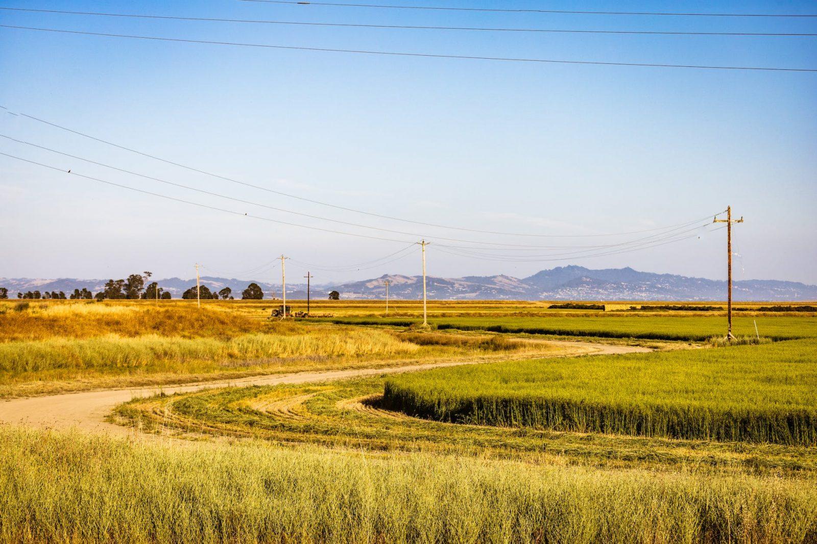 grain fields under blue sky