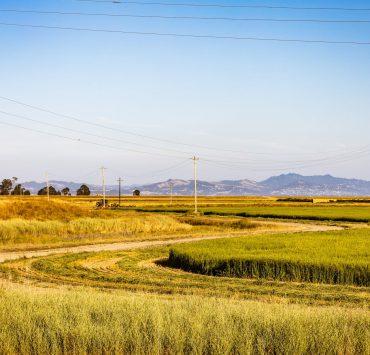 grain fields under blue sky