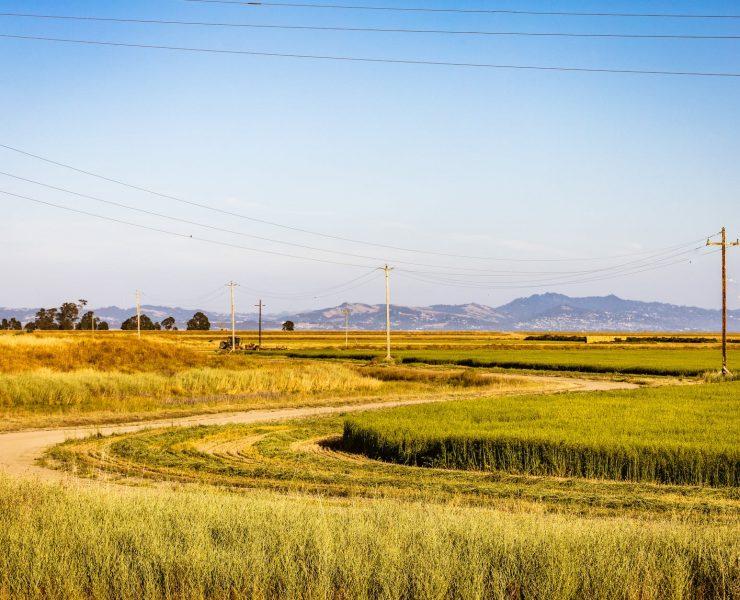 grain fields under blue sky