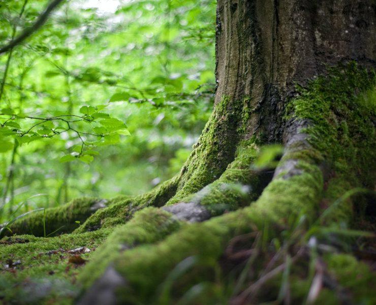 green tree near green plants