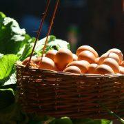 basket filled with poultry eggs
