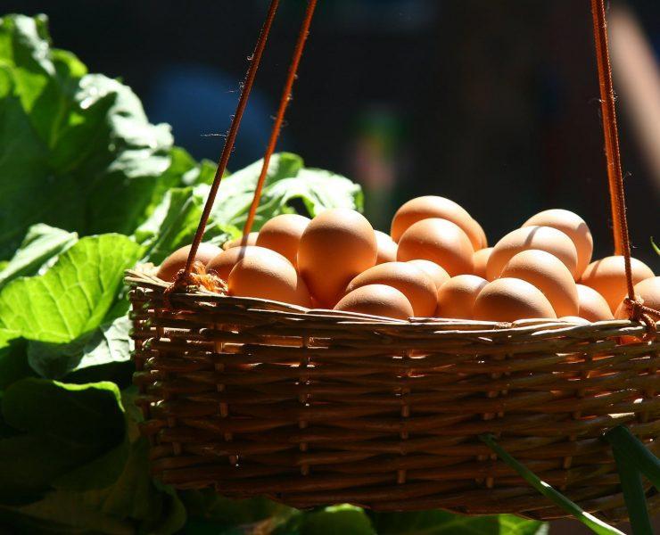 basket filled with poultry eggs