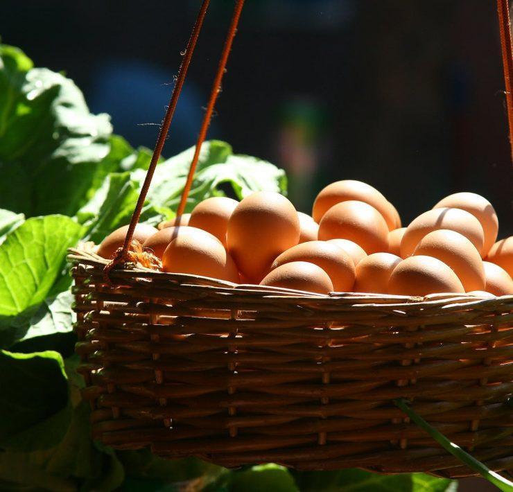 basket filled with poultry eggs
