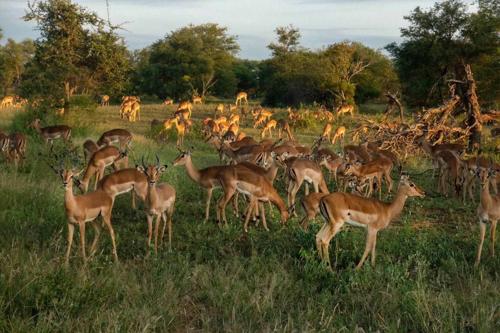 herd of deer in green grass field