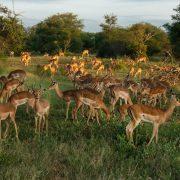 herd of deer in green grass field