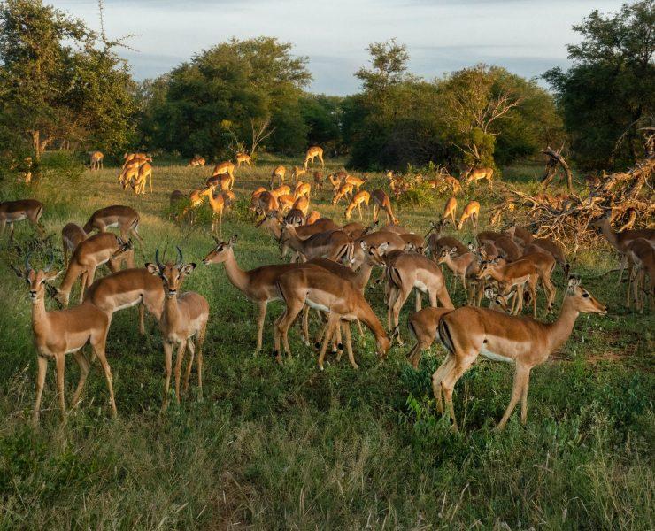 herd of deer in green grass field