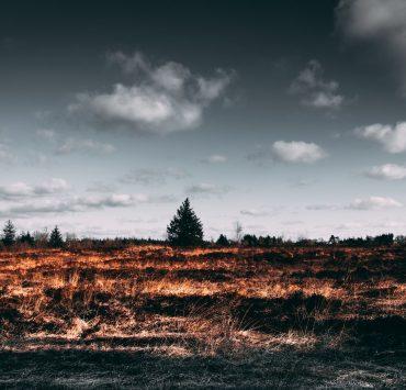 brown open field