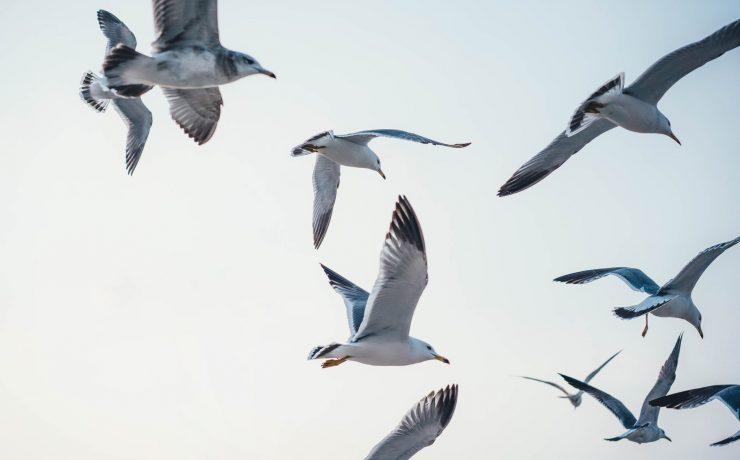 flock of flying seagulls