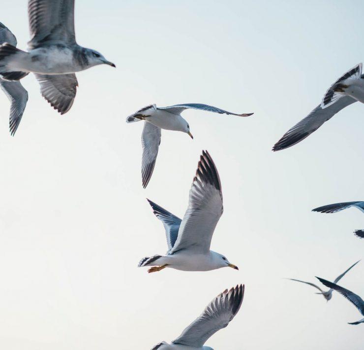 flock of flying seagulls
