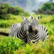 zebras on zebra