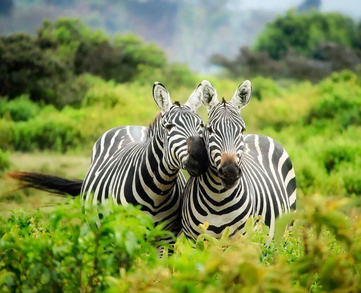 zebras on zebra
