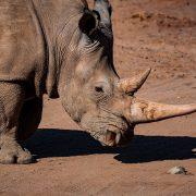 photo of rhinoceros